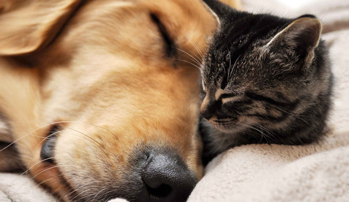 Volunteer at Pet Shelters
