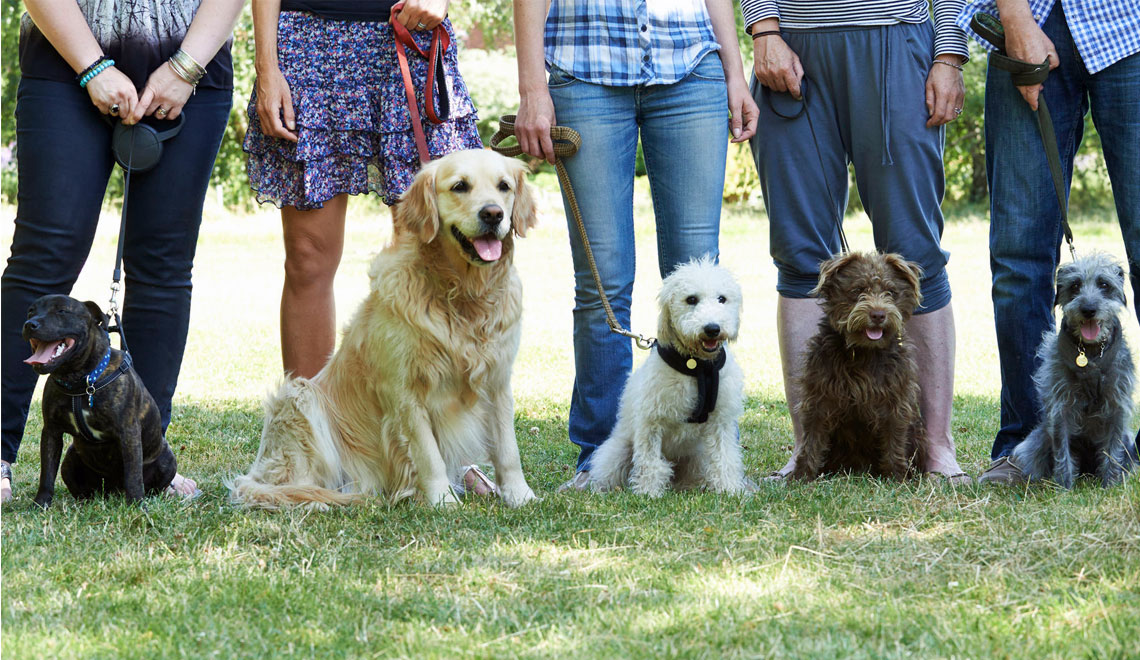 How to Know Your Dog’s Personality