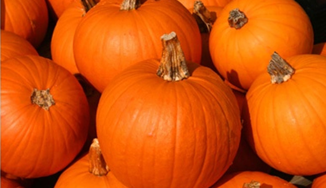 pumpkin is new