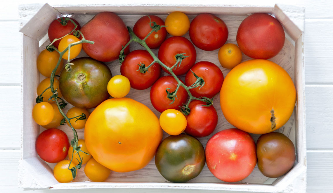 cultivar tomatoes