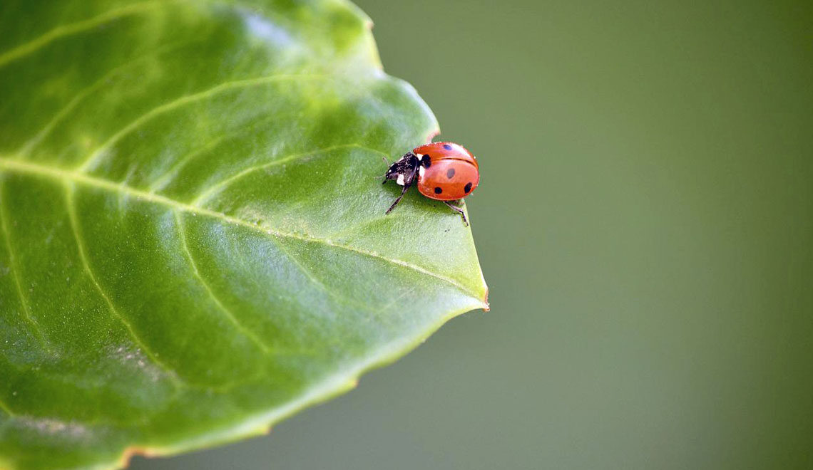 How to Plant a Garden to Attract the Beneficial Insects